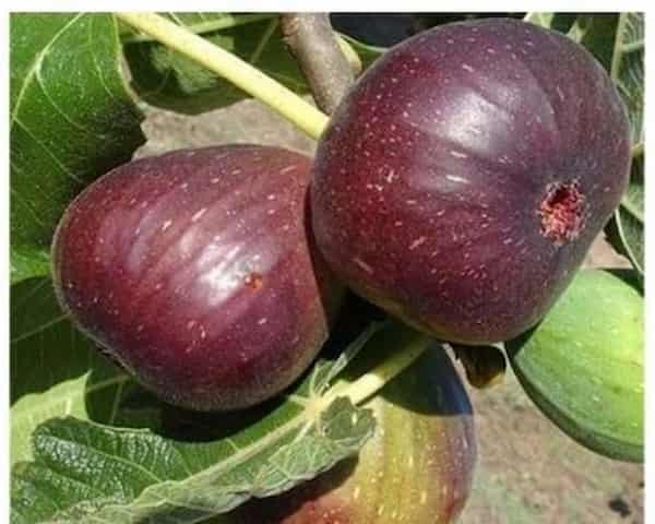 خرید و قیمت انجیر سه آ تازه + فروش عمده